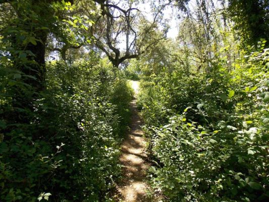 Arroyo Bejarano (2) - GUIA TA CORDOBA - SENDEROS DE CORDOBA