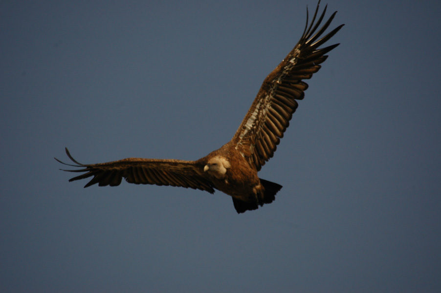 SENDERISMO 2 - GUIA TA CORDOBA - GUADALQUIVIR ACTIVO