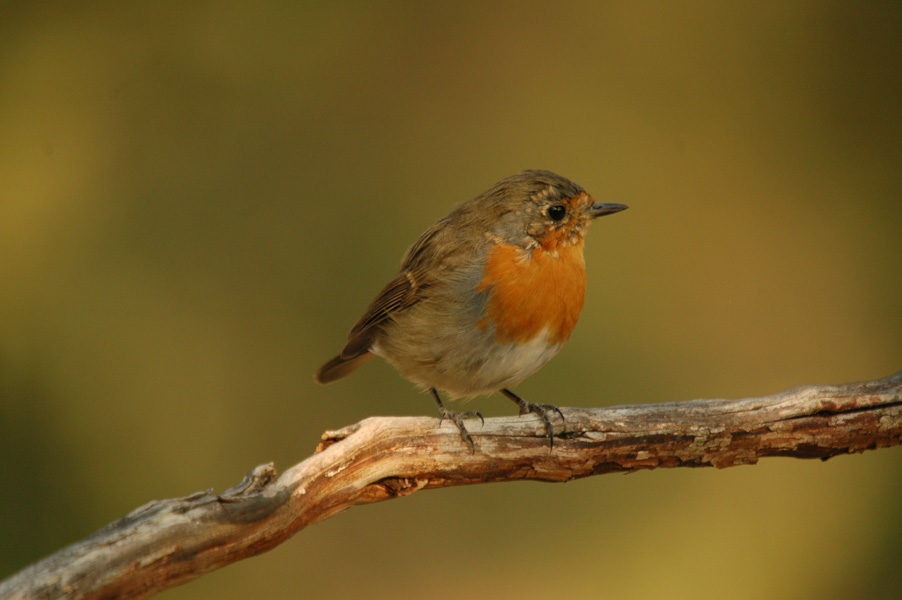 SENDERISMO 1 - GUIA TA CORDOBA - GUADALQUIVIR ACTIVO