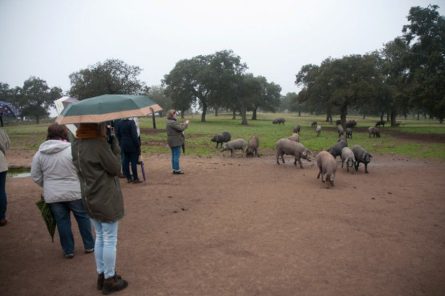 Foto_Ruta_del_Iberico - PEDROCHES WILD LIFE -