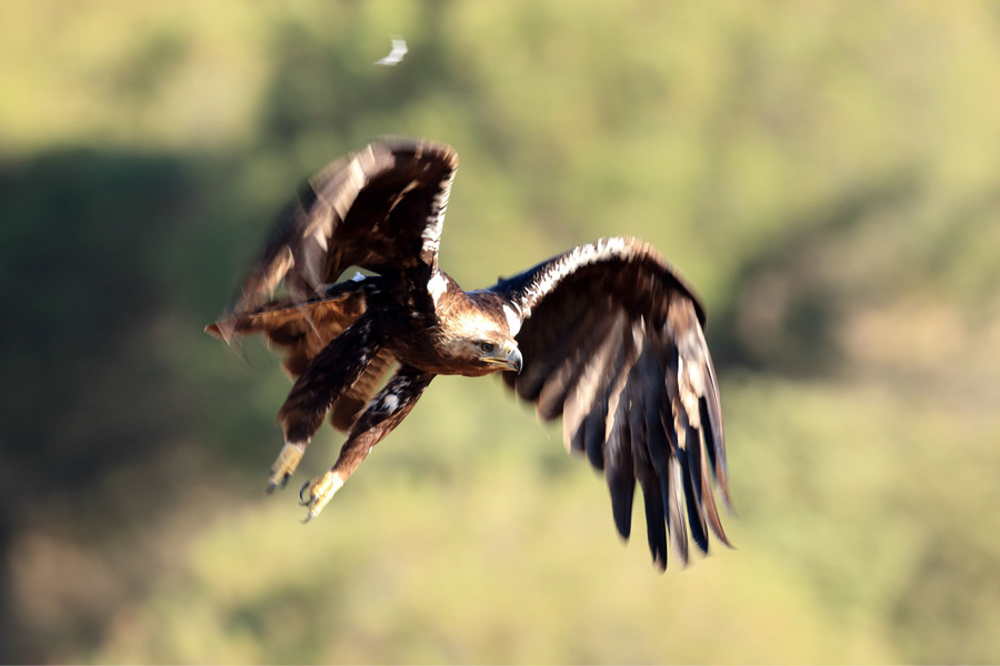 IMG_8107 ALPASIN - GUIA TA CORDOBA