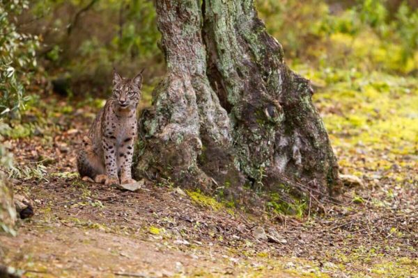 IMG_8108 ALPASIN - GUIA TA CORDOBA