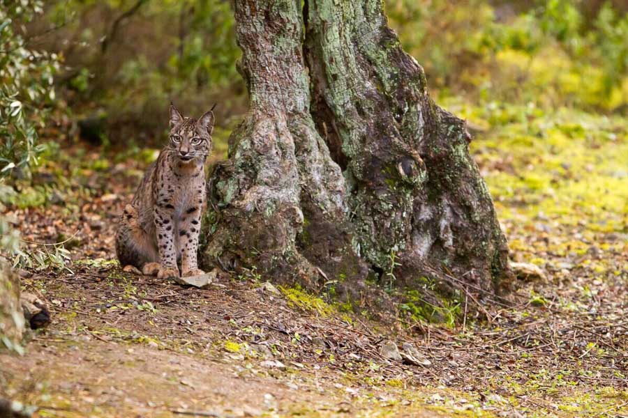IMG_8108 ALPASIN - GUIA TA CORDOBA