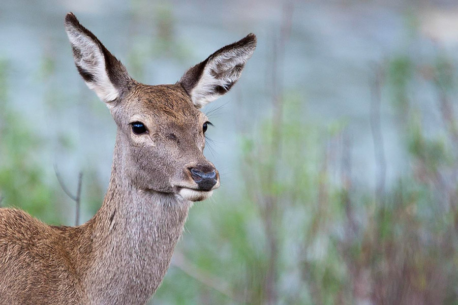 SAFARI FOTOS SIERRA MORENA - GUIA TA CORDOBA - 27. SIERRA MORENA ACTIVA