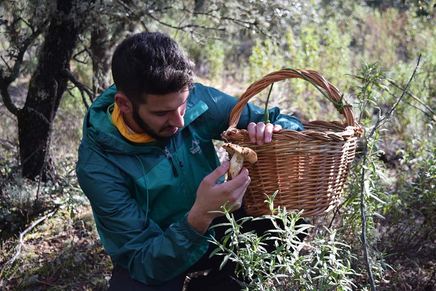 SETAS EN SIERRA MORENA - GUIA TA CORDOBA - 27. SIERRA MORENA ACTIVA