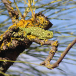 Fotografía de camaleones en Huelva