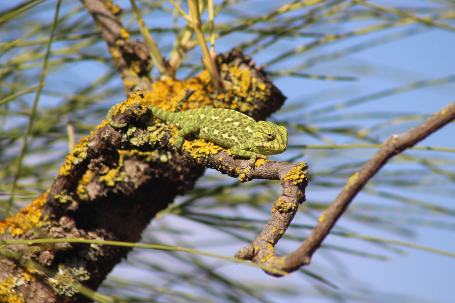 Fotografía de camaleones en Huelva