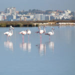 Flamingos Odiel Marshes Platalea