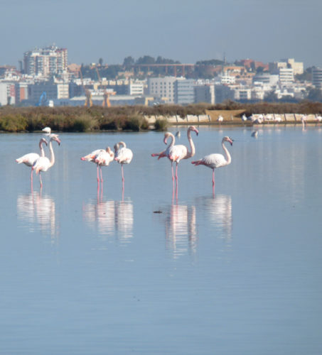 Flamingos Odiel Marshes Platalea